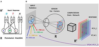 Artificial psychophysics questions classical hue cancellation experiments